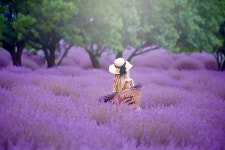 안구정화, 터키의 보라,분홍,초록 3색 봄 “말을 마라”