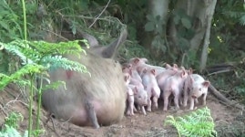 [영상]도축 다가왔다...출산 앞두고 농장 탈출한 돼지
