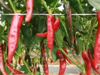 경북농업기술원 영양고추연구소, 올해 고추 생산량 평년과 비슷 할 듯