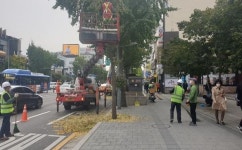 가로수 은행나무 악취 미리 잡는다…서울시, 은행열매 조기 채취 나서