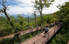 알파카 뛰노는 용평 ‘애니포레’, 무장애 가문비치유숲도 조성