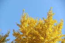 강북구, 은행나무 1053그루 전면 암수교체 ‘가을악취 안녕’