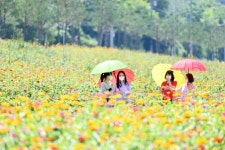 백일홍 만개한 ‘산소카페 청송정원’ 눈길