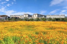 황금 들녘 황화코스모스 ‘꽃밭’에서 다시 흡입하는 가을 풍요