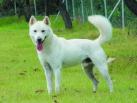 천연기념물 진돗개, 진도식용개농장서 11마리 발견, 나라 망신