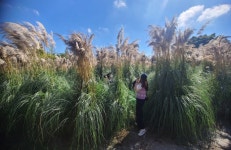 가을 꽃 만발한 태안, 14년전 123만 환경영웅들을 모신다