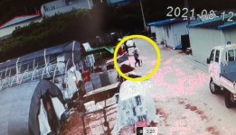 “진돗개에 물려 인생 풍비박산…견주는 ‘개가 한 일, 보험 처리’ 말해”