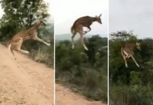 [영상]더 높이, 더 멀리! 33만명 홀린 하늘 나는 사슴