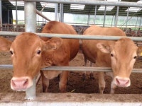 진도군,축산농가 경쟁력 강화 17억원 투입