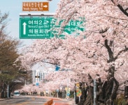 윤중로·석촌호수 벚꽃길 올해는 열린다