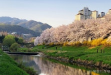 서초구, 양재천·반포천 등 하천 벚꽃길 3년 만에 개방한다