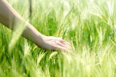 여름의 시작 입하…눈 호강 청보리축제·입 호강 ‘이것’ [이제야 다시 보는 절기  입하(立夏)]