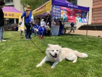 “댕댕이도 또 하나의 여행객” 하이원 애견축제 참가