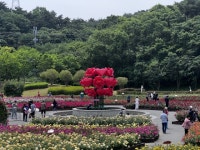 ‘울산대공원 장미축제’ 3년 만에 부활, ‘러브스토리…’