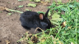 “새끼밴 어미토끼까지 몰살” 사냥본능 들개의 습격 왜