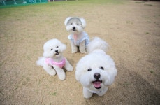 7월엔 반려견과 여행가시개, “For the Dog, Of the Dog..”