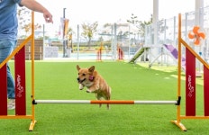 7월엔 반려견과 여행가시개, “For the Dog, Of the Dog..”