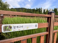 멸종위기 금개구리 볼 수 있는 구로구 푸른수목원…어린이도 즐거운 생태학습