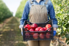 쿠팡, 추석 때 못 판 사과 백톤 넘게 산다…사과농가돕기 행사