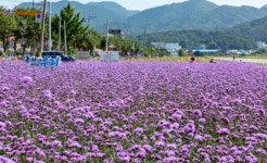 방탄소년단 제천 뮤비 촬영, 모산비행장 버베나 “보라해”