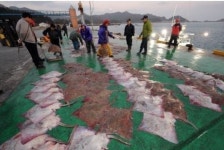 “흑산홍어 옛말?” 군산서 더 많이 잡히는 이유