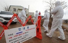 전남 장흥 오리 농장서 AI항원 검출…“강진만·순천만에 이어”
