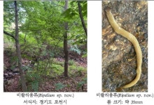 미지의 담수생물, 습지플라나리아류 신종 2종 발견