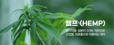 “이래도 돼?” 이게 다 ‘대마밭’ 이라니, 여기가 한국 실화냐