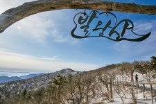 신비한 발왕산 천년주목숲과 알파카..용평 50년 재발견 [이한치한 여행]