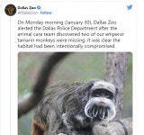 “배후가 누구냐” 美 댈러스 동물원서 대만표범 이어 황제원숭이도 탈출