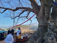 전북 남원 600년 된 천연기념물 진기리 느티나무 당산제