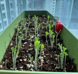 “차라리 내가 키운다” 채솟값 부담에 ‘베란다 농장’ 꾸리는 사람들