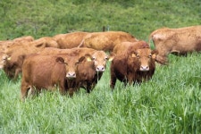 소비촉진·사육비 절감...추락하는 한우에 ‘날개’ 달다[한우 키우는 농진청]