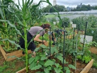 전남대 농업실습교육원 도시 텃밭 분양