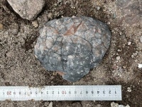 신안서 대형 초식공룡알화석 발견