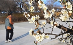 [헤럴드포토] 봄꽃 가득한 한강공원