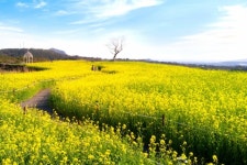 제주 서광, 또 하나의 바다..7500㎡ 유채꽃 들녘 장관