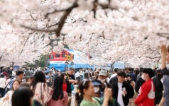 “벚꽃 보러 갔는데 사람 구경만?” 벚꽃 명소 ‘여기’는 피하세요