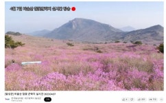 대구 달성군, 비슬산 참꽃 군락지 절경 온라인 생중계