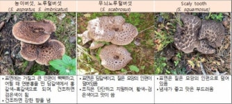 ‘먹을 수도 없는’ 능이버섯 판매한 이 회사, 어디야?