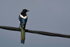 “비둘기가 아니네? 집 앞에서 우는 새가 무섭게 달라졌다 [지구, 뭐래?]