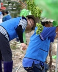 장화 신고 목장갑 낀 李,  침수 비닐하우스에서 “샤인머스캣, 조금이라도 건져야”