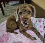 키우다 병 걸린 강아지 택배상자 넣고 버린 男에 분노, “꼭 잡히길 바란다”