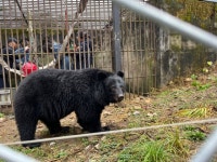 “땅콩 줄게, 이리 와” 농장서 나고 자란 반달가슴곰은 나무 타기가 무섭다 [지구, 뭐래?]