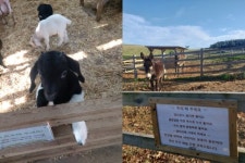 [르포] “직접 무 뽑아 김장, 옆엔 풀 뜯어먹는 양”…우유회사의 남다른 호텔사업 [영상] [푸드360]