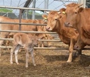 전북 고창군 한우농장 2곳 럼피스킨 확진