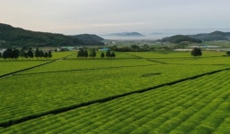 농산물 지리적표시 제1호 ‘보성녹차’ 품질 관리 명성