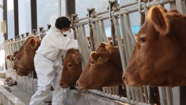 전북 고창 한우농장서 럼피스킨 발생…소 살처분