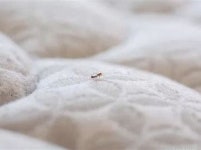 전남 목포 한 찜질방서 빈대 발견…“긴급 방제 나서”