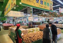 전국 1위 보성산 키위 농협하나로마트 첫 납품